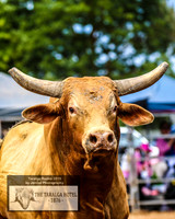 TaralgaRodeo2019_7323