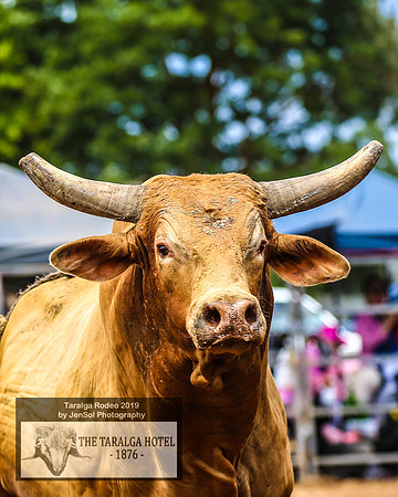 TaralgaRodeo2019_7323