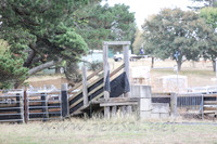 TaralgaCampdraftWed2017_0005