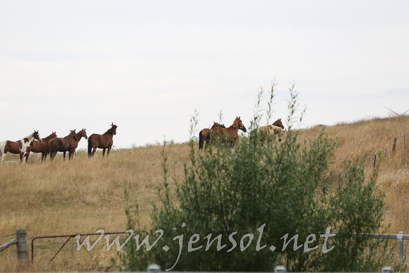 TaralgaCampdraftWed2017_0016