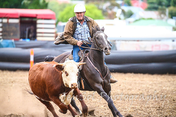 NimmitabelCampdraft2017_3653