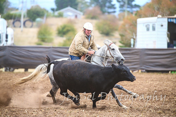 NimmitabelCampdraft2017_3483