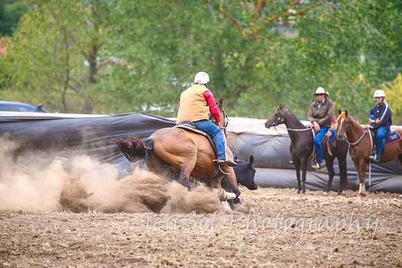 NimmitabelCampdraft2017_3586