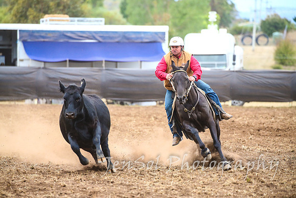 NimmitabelCampdraft2017_3469