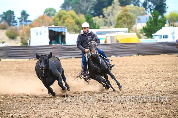 NimmitabelCampdraft2017_3569