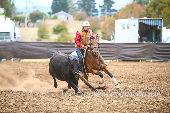 NimmitabelCampdraft2017_3576