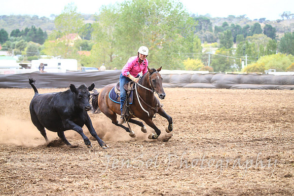 NimmitabelCampdraft2017_3393