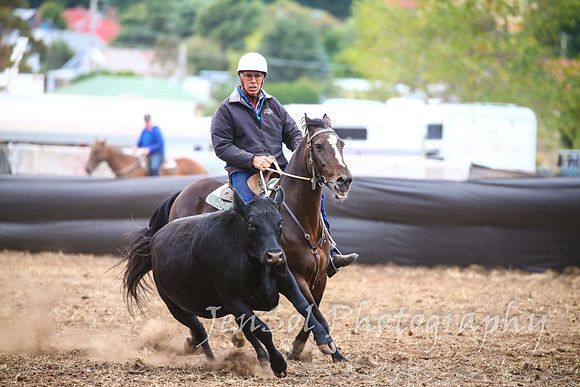 NimmitabelCampdraft2017_3508