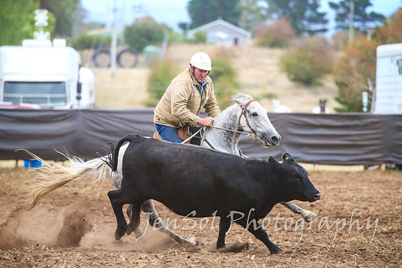 NimmitabelCampdraft2017_3484