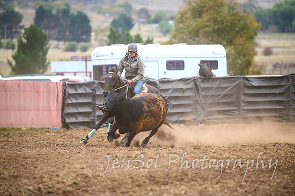 NimmitabelCampdraft2017_3532