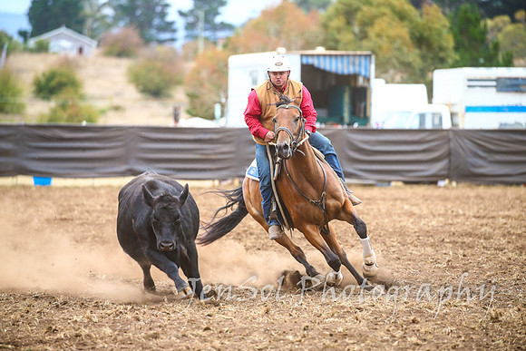 NimmitabelCampdraft2017_3575