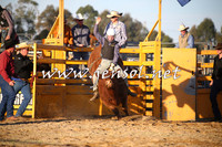 Broncs, Steers N Bulls