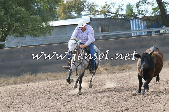 BraidwoodCampdraft2014_2241