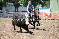 NimmitabelCampdraft2016_0011