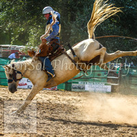 Broncs