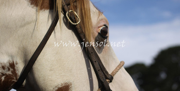 TaralgaRodeo2013KJS_0456_edited-1