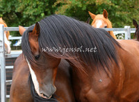 TaralgaRodeo2013One_0044_edited-1