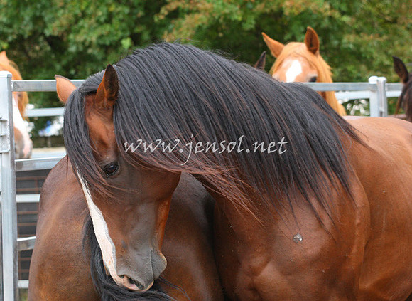 TaralgaRodeo2013One_0044_edited-1