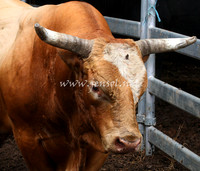 TaralgaRodeo2013One_0035_edited-1