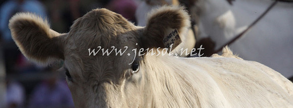 TaralgaRodeo2013KJS_0460_edited-1