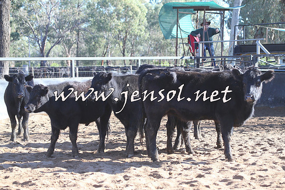 STBHTubbulCampdraft2015_0177