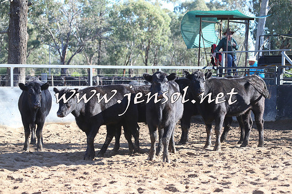 STBHTubbulCampdraft2015_0181