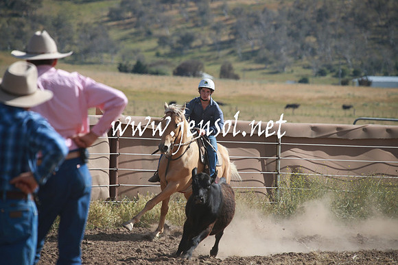 AdaminabyCampdraftSun_0144