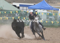 BombalaCampdraft2013Sun_0014