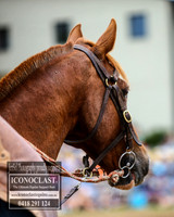 JindabyneRodeo2018_2067