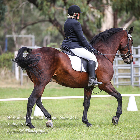 ANMS2018_1694
