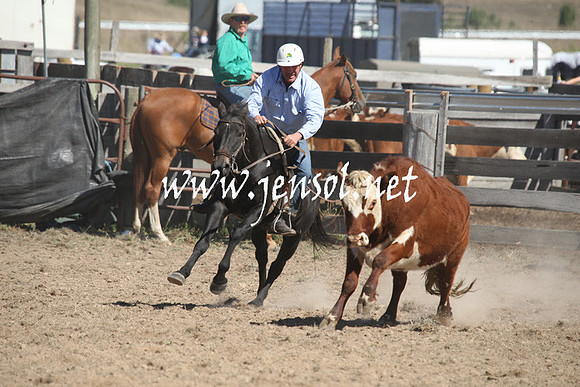 BombalaCampdraft2013Sat_0503