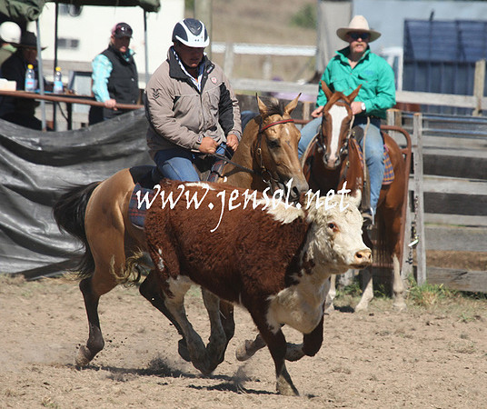 BombalaCampdraft2013Sat_0274