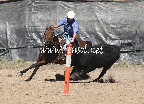 BombalaCampdraft2013Sat_0260