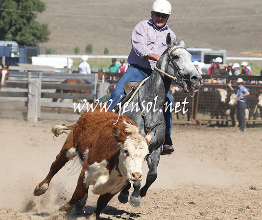 BombalaCampdraft2013Sat_0324