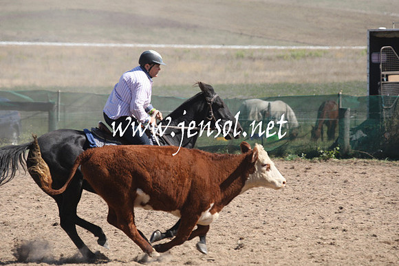 BombalaCampdraft2013Sat_0522