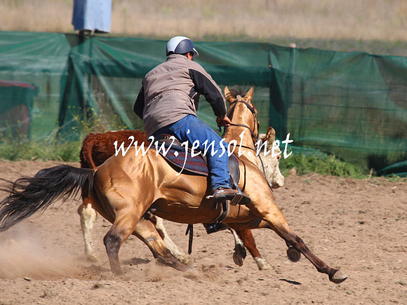 BombalaCampdraft2013Sat_0264