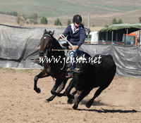 BombalaCampdraft2013Sat_0105