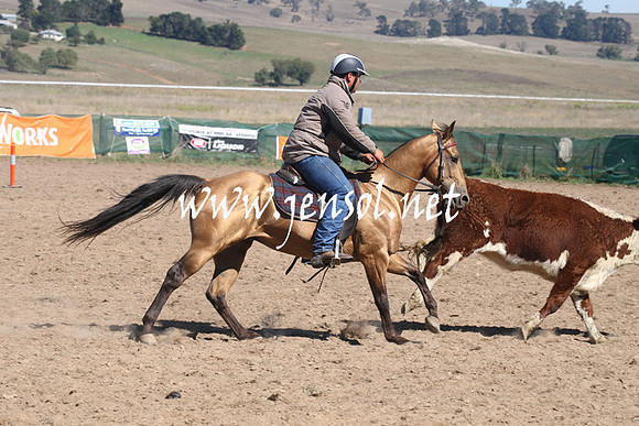 BombalaCampdraft2013Sat_0285
