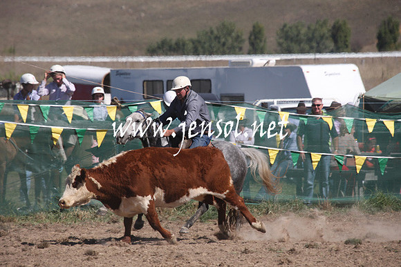 BombalaCampdraft2013Sat_0481