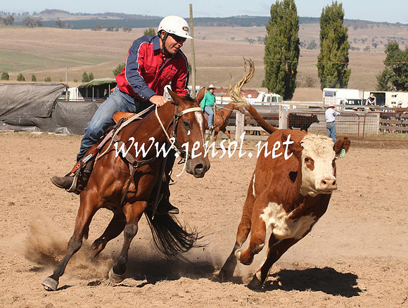 BombalaCampdraft2013Sat_0174
