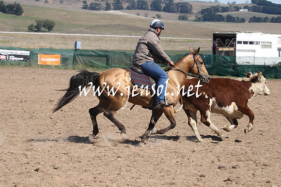 BombalaCampdraft2013Sat_0287