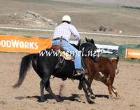 BombalaCampdraft2013Sat_0122