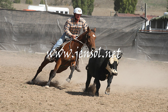 BombalaCampdraft2013Sat_0542