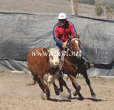 BombalaCampdraft2013Sat_0161