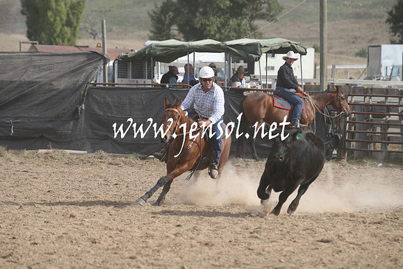 BombalaCampdraft2013Sat_0972