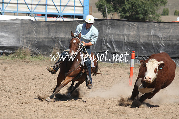 BombalaCampdraft2013Sat_0479