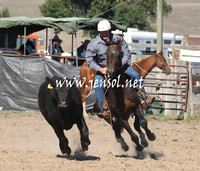 BombalaCampdraft2013Sat_0149