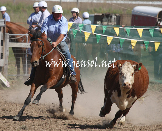 BombalaCampdraft2013Sat_0531