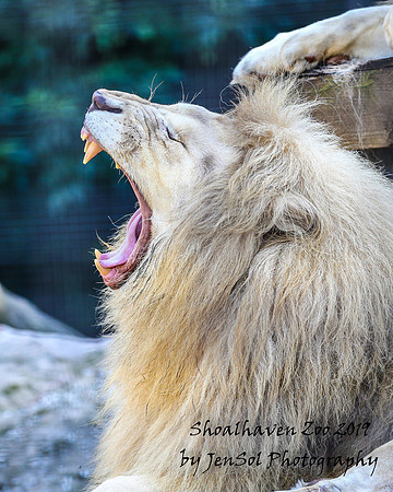 ShoalhavenZoo2019_0040