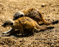 ShoalhavenZoo2019_0210
